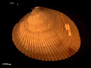  ( - MT09085)  @11 [ ] CreativeCommons - Attribution Non-Commercial Share-Alike (2015) Unspecified Deutsche Zentrum fuer Marine Biodiversitaetsforschung Wilhelmshaven