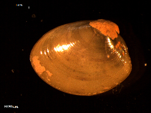  ( - MT09092)  @11 [ ] CreativeCommons - Attribution Non-Commercial Share-Alike (2015) Unspecified Deutsche Zentrum fuer Marine Biodiversitaetsforschung Wilhelmshaven