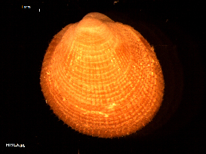  ( - MT09126)  @11 [ ] CreativeCommons - Attribution Non-Commercial Share-Alike (2015) Unspecified Deutsche Zentrum fuer Marine Biodiversitaetsforschung Wilhelmshaven