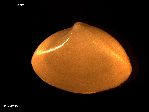  (Spisula solida - MT09160)  @13 [ ] CreativeCommons - Attribution Non-Commercial Share-Alike (2015) Unspecified Deutsche Zentrum fuer Marine Biodiversitaetsforschung Wilhelmshaven