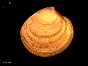  ( - MT09164)  @11 [ ] CreativeCommons - Attribution Non-Commercial Share-Alike (2015) Unspecified Deutsche Zentrum fuer Marine Biodiversitaetsforschung Wilhelmshaven