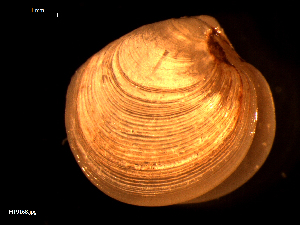  ( - MT09168)  @11 [ ] CreativeCommons - Attribution Non-Commercial Share-Alike (2015) Unspecified Deutsche Zentrum fuer Marine Biodiversitaetsforschung Wilhelmshaven