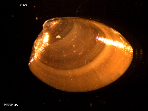  ( - MT09184)  @11 [ ] CreativeCommons - Attribution Non-Commercial Share-Alike (2015) Unspecified Deutsche Zentrum fuer Marine Biodiversitaetsforschung Wilhelmshaven