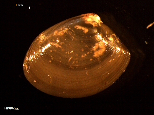  ( - MT09187)  @11 [ ] CreativeCommons - Attribution Non-Commercial Share-Alike (2015) Unspecified Deutsche Zentrum fuer Marine Biodiversitaetsforschung Wilhelmshaven