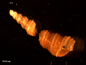  ( - MT09213)  @11 [ ] CreativeCommons - Attribution Non-Commercial Share-Alike (2015) Unspecified Deutsche Zentrum fuer Marine Biodiversitaetsforschung Wilhelmshaven