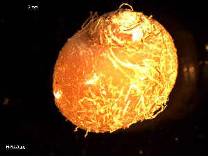  ( - MT09221)  @11 [ ] CreativeCommons - Attribution Non-Commercial Share-Alike (2015) Unspecified Deutsche Zentrum fuer Marine Biodiversitaetsforschung Wilhelmshaven