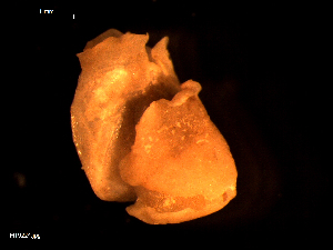  (Philine sp - MT09224)  @11 [ ] CreativeCommons - Attribution Non-Commercial Share-Alike (2015) Unspecified Deutsche Zentrum fuer Marine Biodiversitaetsforschung Wilhelmshaven