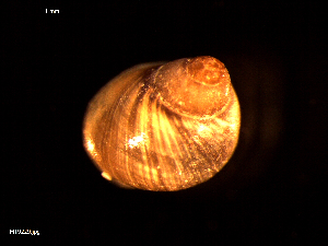  (Euspira sp - MT09229)  @11 [ ] CreativeCommons - Attribution Non-Commercial Share-Alike (2015) Unspecified Deutsche Zentrum fuer Marine Biodiversitaetsforschung Wilhelmshaven