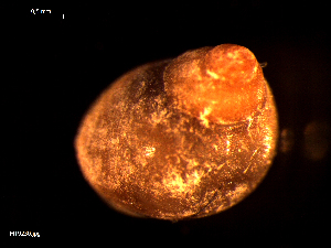  ( - MT09230)  @11 [ ] CreativeCommons - Attribution Non-Commercial Share-Alike (2015) Unspecified Deutsche Zentrum fuer Marine Biodiversitaetsforschung Wilhelmshaven