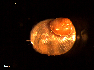  ( - MT09231)  @11 [ ] CreativeCommons - Attribution Non-Commercial Share-Alike (2015) Unspecified Deutsche Zentrum fuer Marine Biodiversitaetsforschung Wilhelmshaven