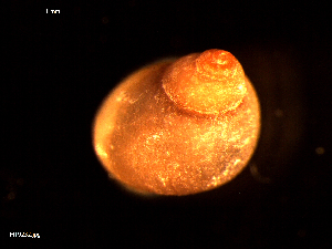  ( - MT09232)  @11 [ ] CreativeCommons - Attribution Non-Commercial Share-Alike (2015) Unspecified Deutsche Zentrum fuer Marine Biodiversitaetsforschung Wilhelmshaven