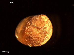  ( - MT09233)  @11 [ ] CreativeCommons - Attribution Non-Commercial Share-Alike (2015) Unspecified Deutsche Zentrum fuer Marine Biodiversitaetsforschung Wilhelmshaven