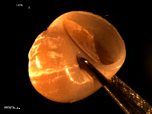  ( - MT09245)  @11 [ ] CreativeCommons - Attribution Non-Commercial Share-Alike (2015) Unspecified Deutsche Zentrum fuer Marine Biodiversitaetsforschung Wilhelmshaven