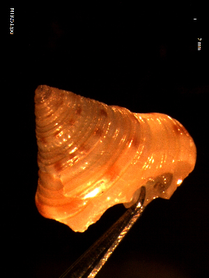  ( - MT09251)  @11 [ ] CreativeCommons - Attribution Non-Commercial Share-Alike (2015) Unspecified Deutsche Zentrum fuer Marine Biodiversitaetsforschung Wilhelmshaven