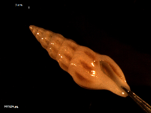  ( - MT09256)  @11 [ ] CreativeCommons - Attribution Non-Commercial Share-Alike (2015) Unspecified Deutsche Zentrum fuer Marine Biodiversitaetsforschung Wilhelmshaven