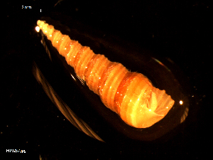  ( - MT09257)  @11 [ ] CreativeCommons - Attribution Non-Commercial Share-Alike (2015) Unspecified Deutsche Zentrum fuer Marine Biodiversitaetsforschung Wilhelmshaven