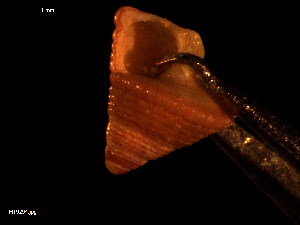  ( - MT09294)  @11 [ ] CreativeCommons - Attribution Non-Commercial Share-Alike (2015) Unspecified Deutsche Zentrum fuer Marine Biodiversitaetsforschung Wilhelmshaven