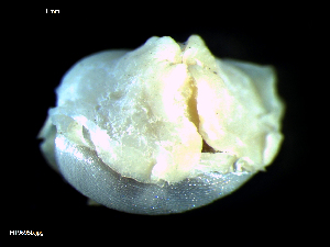  ( - MT09695)  @11 [ ] CreativeCommons - Attribution Non-Commercial Share-Alike (2015) Unspecified Deutsche Zentrum fuer Marine Biodiversitaetsforschung Wilhelmshaven