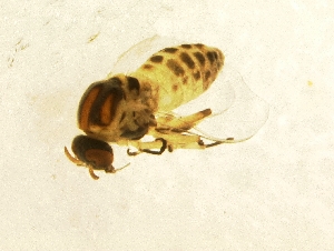  ( - BNB2-00715)  @13 [ ] CreativeCommons - Attribution (2010) CBG Photography Group Centre for Biodiversity Genomics