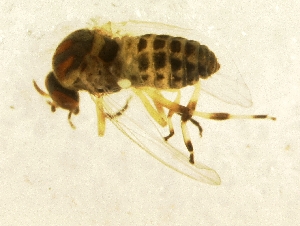  ( - BNB2-00716)  @13 [ ] CreativeCommons - Attribution (2010) CBG Photography Group Centre for Biodiversity Genomics