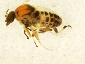  ( - BNB2-00717)  @13 [ ] CreativeCommons - Attribution (2010) CBG Photography Group Centre for Biodiversity Genomics