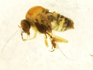  ( - BNB2-00720)  @13 [ ] CreativeCommons - Attribution (2010) CBG Photography Group Centre for Biodiversity Genomics