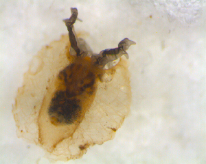  ( - BNB2-00282)  @12 [ ] CreativeCommons - Attribution (2010) CBG Photography Group Centre for Biodiversity Genomics