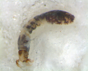  ( - BNB2-00283)  @12 [ ] CreativeCommons - Attribution (2010) CBG Photography Group Centre for Biodiversity Genomics