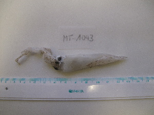  ( - MT01043)  @12 [ ] Copyright (2013) Unspecified Deutsches Zentrum fuer Marine Biodiversitaetsforschung