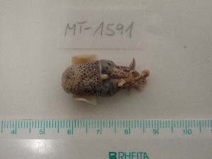  ( - MT01591)  @13 [ ] Copyright (2013) Unspecified Deutsches Zentrum fuer Marine Biodiversitaetsforschung