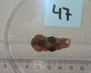  ( - MT03062)  @12 [ ] Copyright (2013) Unspecified Deutsches Zentrum fuer Marine Biodiversitaetsforschung