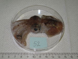  ( - MT03064)  @12 [ ] Copyright (2013) Unspecified Deutsches Zentrum fuer Marine Biodiversitaetsforschung