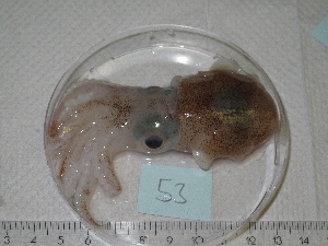  ( - MT03065)  @12 [ ] Copyright (2013) Unspecified Deutsches Zentrum fuer Marine Biodiversitaetsforschung