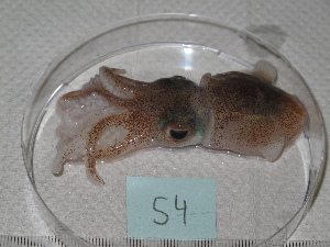  ( - MT03066)  @12 [ ] Copyright (2013) Unspecified Deutsches Zentrum fuer Marine Biodiversitaetsforschung