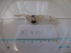  ( - MT04835)  @12 [ ] Copyright (2013) Unspecified Deutsches Zentrum fuer Marine Biodiversitaetsforschung