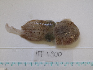  ( - MT04900)  @13 [ ] Copyright (2013) Unspecified Deutsches Zentrum fuer Marine Biodiversitaetsforschung