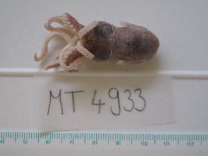  (Rossia macrosoma - MT04933)  @13 [ ] Copyright (2013) Unspecified Deutsches Zentrum fuer Marine Biodiversitaetsforschung