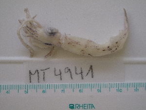  ( - MT04941)  @12 [ ] Copyright (2013) Unspecified Deutsches Zentrum fuer Marine Biodiversitaetsforschung