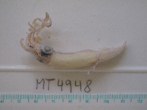  ( - MT04948)  @12 [ ] Copyright (2013) Unspecified Deutsches Zentrum fuer Marine Biodiversitaetsforschung