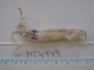  ( - MT04949)  @12 [ ] Copyright (2013) Unspecified Deutsches Zentrum fuer Marine Biodiversitaetsforschung