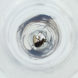  ( - NHMG_038_C11)  @11 [ ] by  Genome Research Ltd as Wellcome Sanger Institute Genome Research Limited operating as Wellcome Sanger Institute