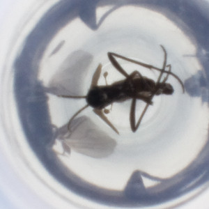  ( - NHMG_039_A8)  @11 [ ] by (2023) Wellcome Sanger Institute (Genome Research Limited) Wellcome Sanger Institute (Genome Research Limited)