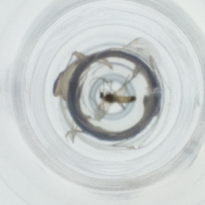  ( - NHMG_116_C1)  @11 [ ] by  Genome Research Ltd as Wellcome Sanger Institute Genome Research Limited operating as Wellcome Sanger Institute