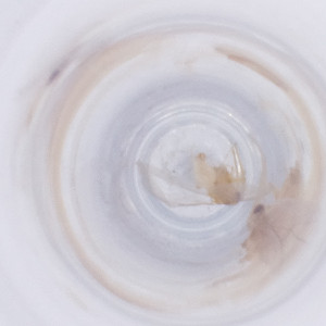  ( - NHMG_135_E10)  @11 [ ] by  Genome Research Ltd as Wellcome Sanger Institute Genome Research Limited operating as Wellcome Sanger Institute