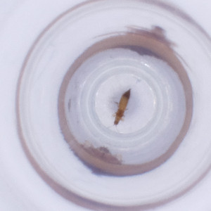  ( - NHMG_138_E5)  @11 [ ] by (2023) Wellcome Sanger Institute (Genome Research Limited) Wellcome Sanger Institute (Genome Research Limited)