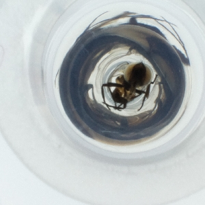  ( - NHMG_140_B12)  @11 [ ] by (2004) Genome Research Ltd as Wellcome Sanger Institute Genome Research Limited operating as Wellcome Sanger Institute