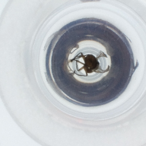  ( - NHMG_140_G9)  @11 [ ] by (2004) Genome Research Ltd as Wellcome Sanger Institute Genome Research Limited operating as Wellcome Sanger Institute