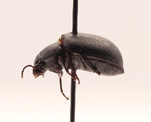  (Auchmobius - CaSL-A5-O1-PT-1)  @11 [ ] by-nc-sa (2021) Jenna Braun York University