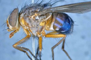  ( - TLW195)  @13 [ ] Copyright (2015) Terry Whitworth Department of Entomology, Washington State University