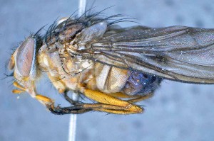  ( - TLW196)  @11 [ ] Copyright (2015) Terry Whitworth Department of Entomology, Washington State University